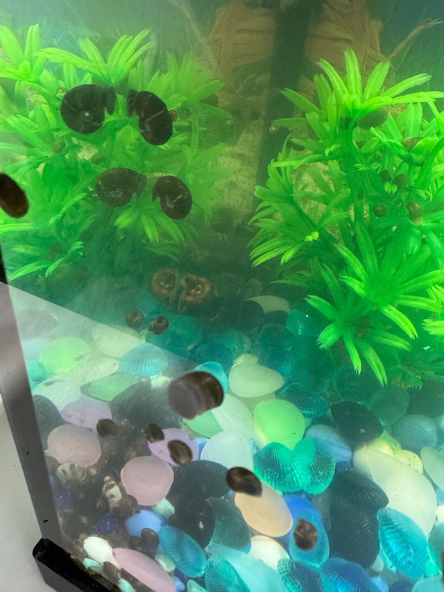 Snails/ escargot  in Fish for Rehoming in Ottawa