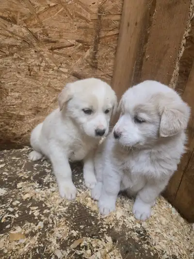 Great Pyrenees mix, View more