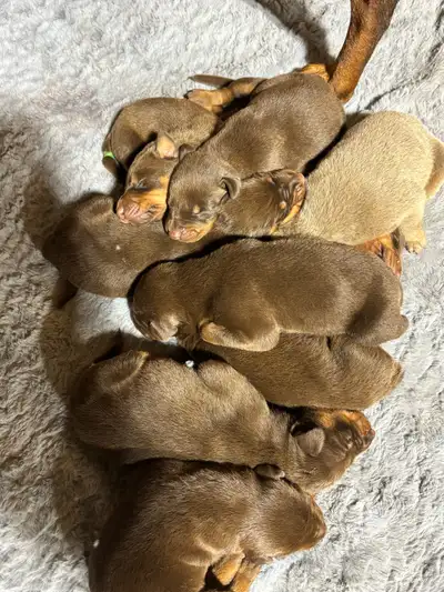 European Doberman Puppies, View more