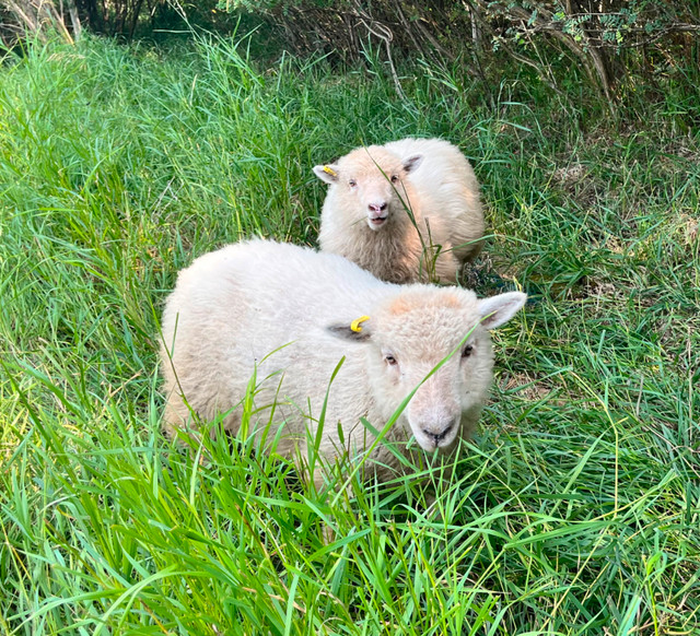 Icelandic/Southdown Babydoll cross lambs in Livestock in Regina