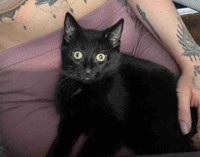Black kitten for rehoming 