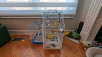 Pair of Breeding Budgies and 2 Cages