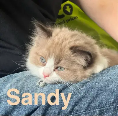 Sandy (Purebred Ragdoll Kitten), View more