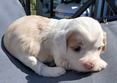 **MINI AUSTRALIAN LABRADOODLE X PUPS**, View more