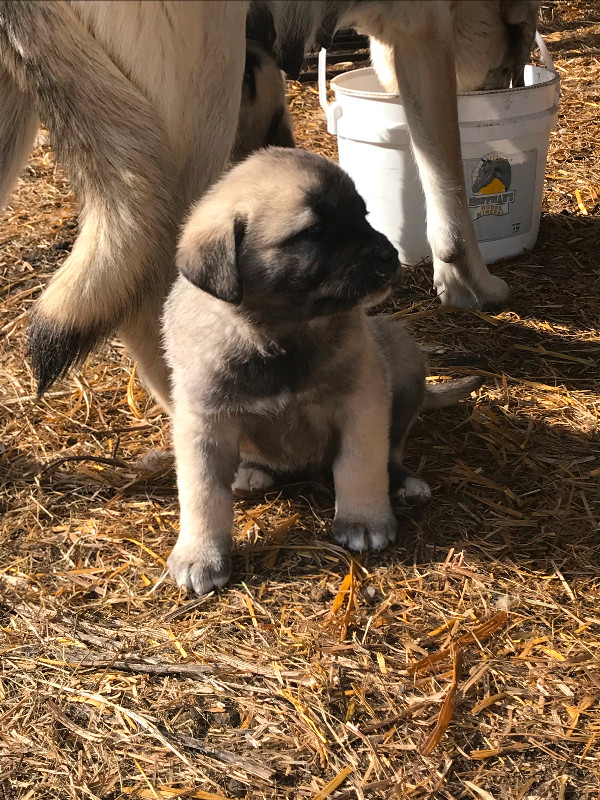 Livestock Guardian Puppies in Dogs & Puppies for Rehoming in Meadow Lake - Image 2