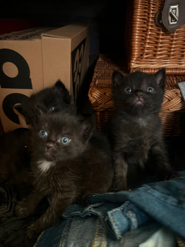 Beautiful black kittens, ready to go home ) Cats & Kittens for