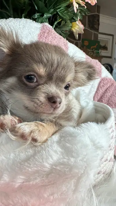 Amazing chihuahuas very heigh quality… Very unusual colors. Please take the time to read through my...