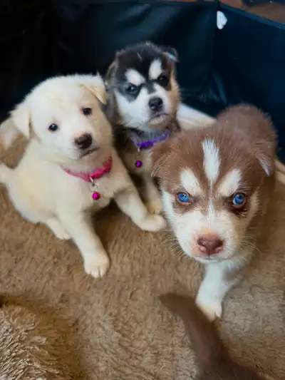 Husky Puppies, View more