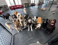 DOG DAYCARE at Sprockett's Doggy Day Camp with two locations!