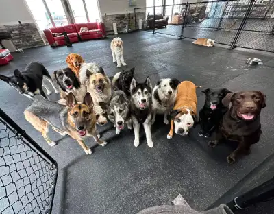 Looking for a safe, clean, and fun environment for your pups to stay and play for the day while you'...