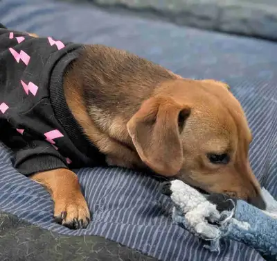 Adorable Dachshund x  (scent work, agility, obedience potential), View more