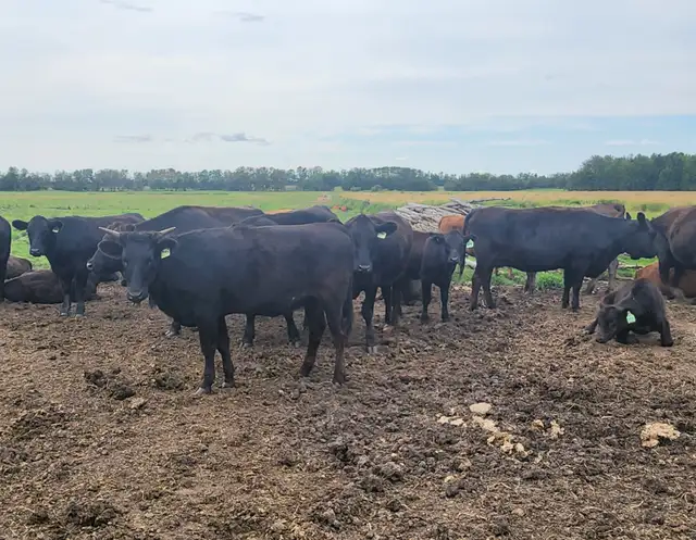 Premium Commercial Wagyu Bred Package – 8 Head (One-Iron) | Livestock ...