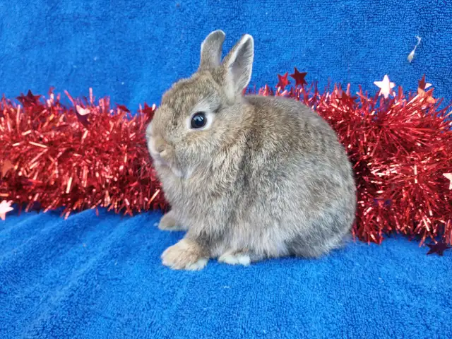 EXTRAORDINAIRE Bébé lapin nain néerlandais, tête de lion, bélier in Small Animals for Rehoming in Saint-Hyacinthe - Image 4