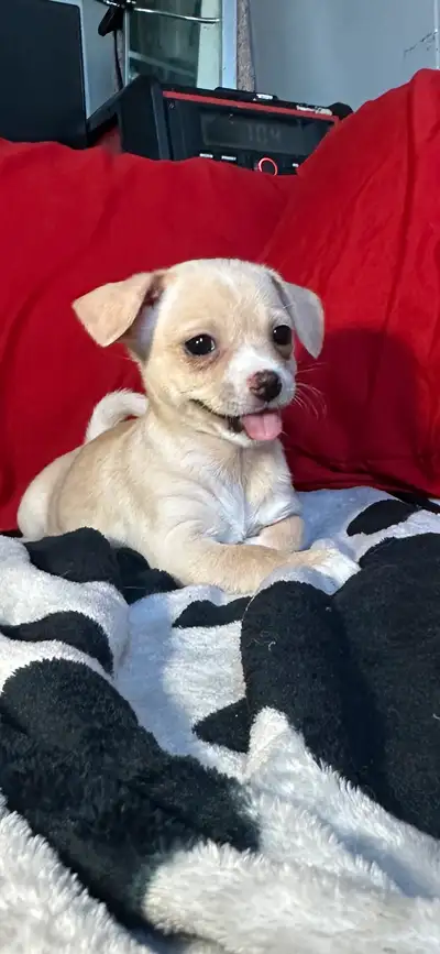 2  female purebred chihuahua pups and one miniature male, View more