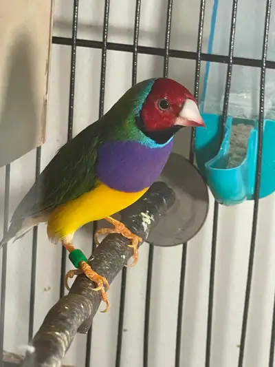 Gouldion finch male & female for sale, View more