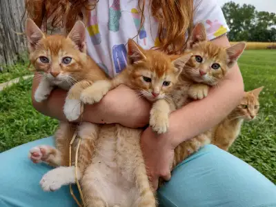 Beautiful orange kittens for sale. All male. Handled by little kids and used to big dog. They were b...