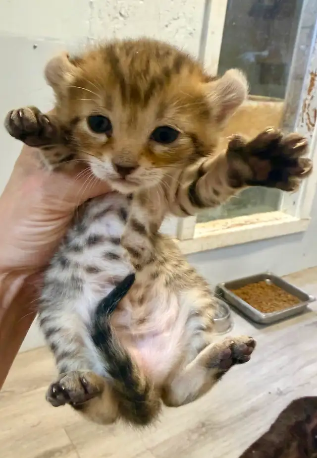 JUNGLE CURL et jungle bob F3 et Chausie F2 in Cats & Kittens for Rehoming in Gatineau - Image 6