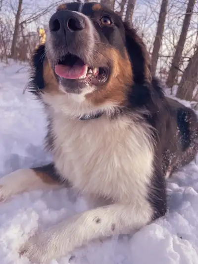Beautiful tri color aussie, hes an amazing boy and super loving hes awesome however unfortunately we...