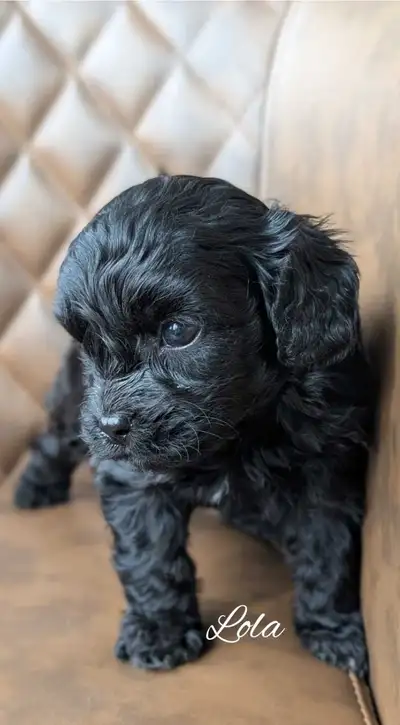 F1 Cavapoos: Fun Personality!!, View more