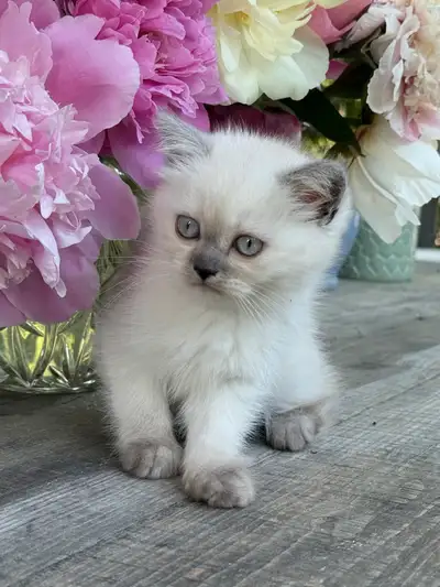 Sale! Purebred Scottish Fold Kittens. Guaranteed Healthy & Frie, View more