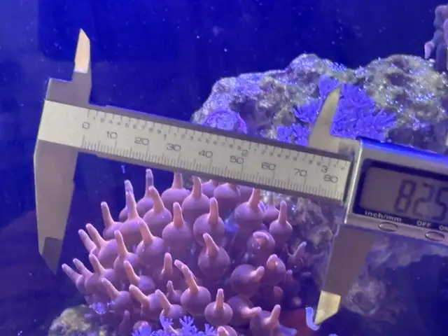 Red rose rainbow bubbletip anemone coral reef healthy in Fish for Rehoming in Markham / York Region - Image 7