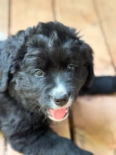 Chiots bernefies bouvier bernois x terre-neuve puppies bernewfie, View more