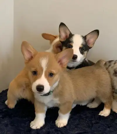 Lenny and Jack have beautiful babies ready for new homes! These puppies have been very well socializ...