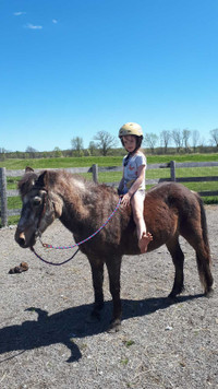Bomb proof  pony gelding with cart and harness 