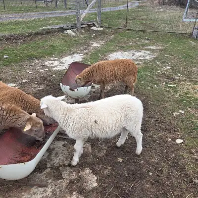 Katahdin ram lamb, View more