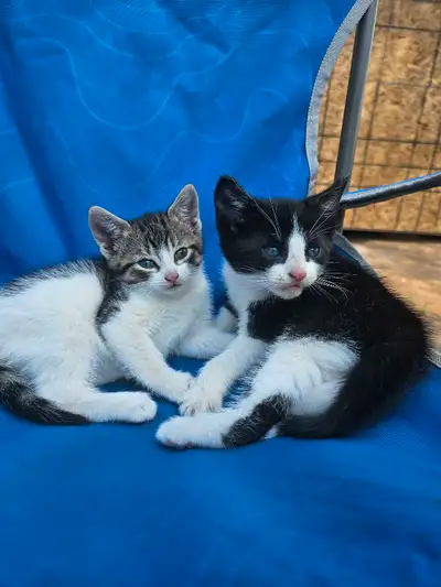 Kittens for sale, View more