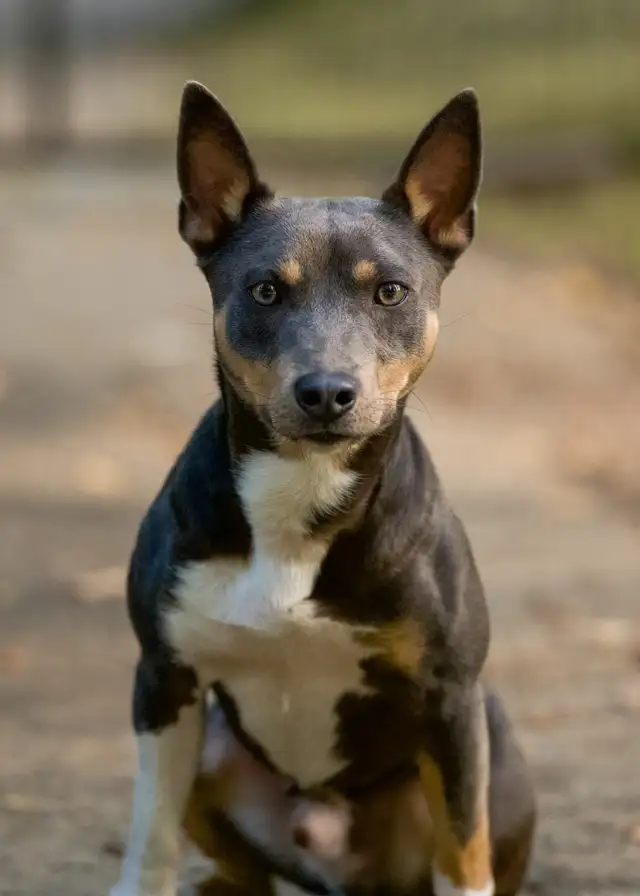CKC Rat Terrier Puppies in Dogs & Puppies for Rehoming in Mission - Image 11