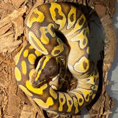 baby ball python, View more