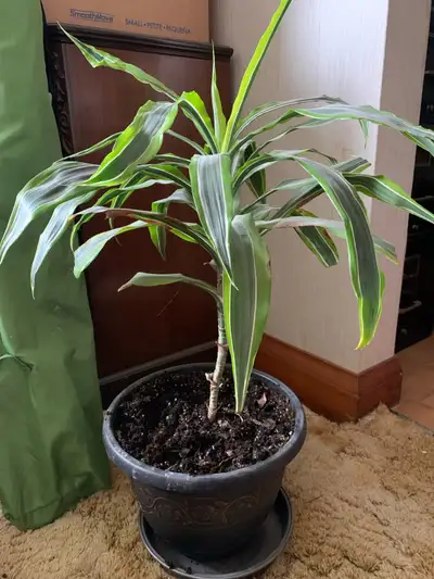Dracaena Fragrens Corn Plant, View more