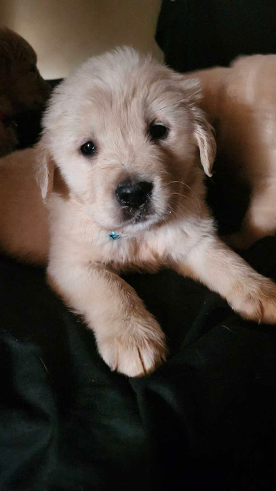 Chubby purebred golden retriever puppies/ chiot 
