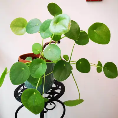Pilea Peperomioides With 6-inch terracotta pot, and 6-inch plastic planter Price: $18.00 Simple and...