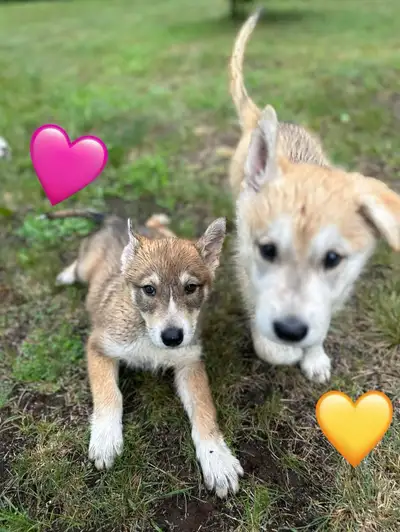 2 female husky puppies, View more