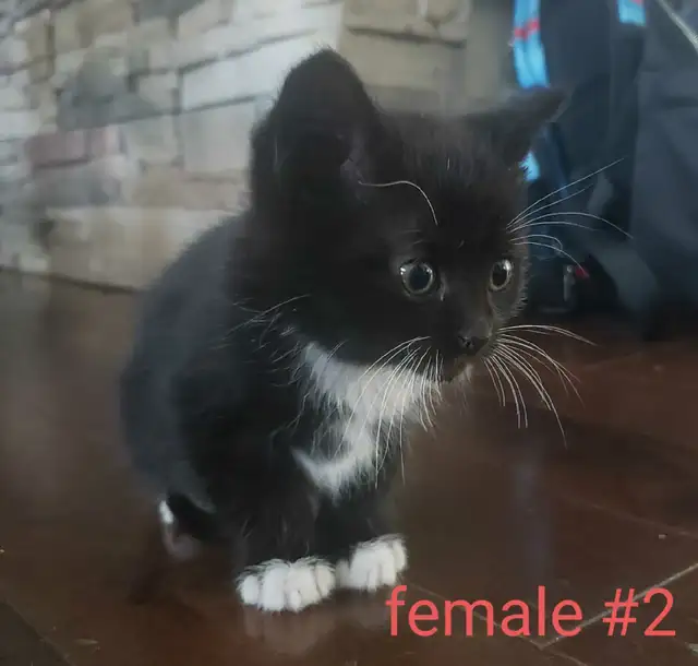 kittens for sale