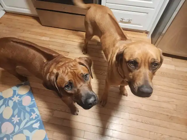 rhodesian ridgeback puppies in Dogs & Puppies for Rehoming in Edmonton - Image 3