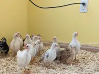 Serama chicks