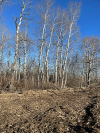 White poplar trees