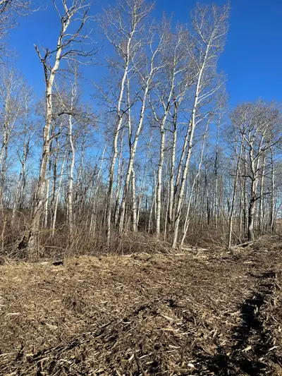Just wondering if anyone would be interested in logging out white poplar trees have about 50 acres t...