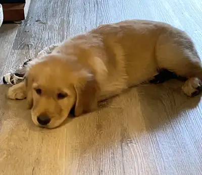 Chiots Golden Retriever CKC, OFA, ADN, View more