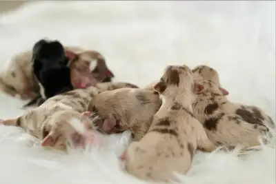 We have a beautiful litter of Miniature American Sherpherd pups available. They were born March 17,...