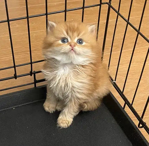 Adorable British Short Hair Kitten TICA registered Meet our adorable purebred British Shorthair kitt...
