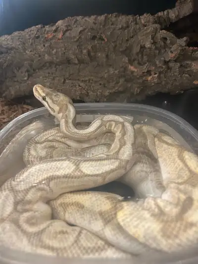 Adult Male ball pythons , View more