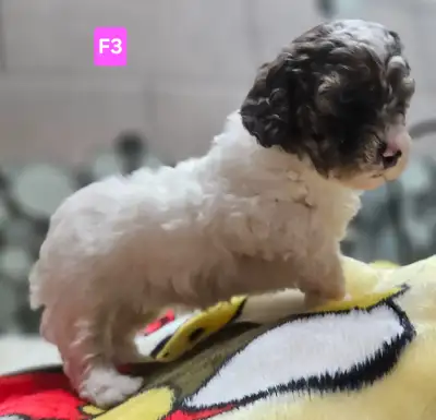 Cockapoo pups, Blue eyes,Stunning! Ready for Xmas, View more