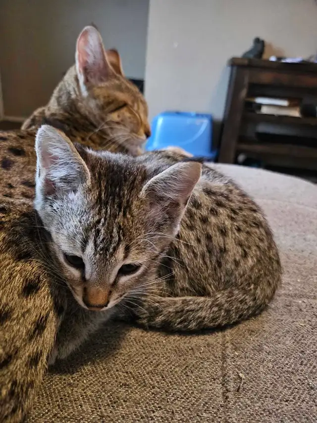 SERVAL HYBRIDS ( SAVANNAH )HIGH PERCENT F2  F3 KITTENS in Cats & Kittens for Rehoming in Richmond - Image 11
