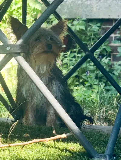 Yorkshire Terrier, View more