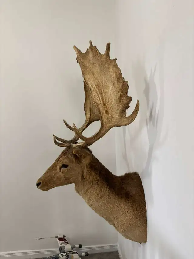 Deer Taxidermy Wall Mount in Arts & Collectibles in Ottawa - Image 2
