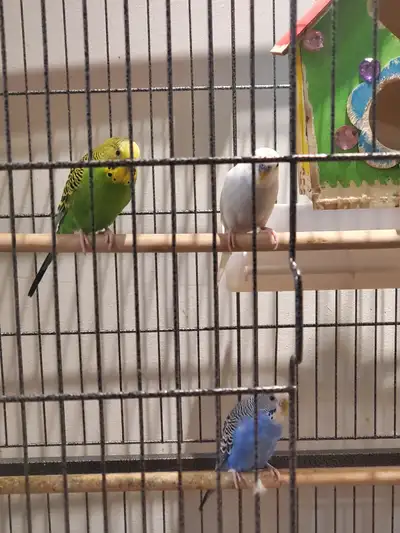 Budgies parrots for rehoming, View more